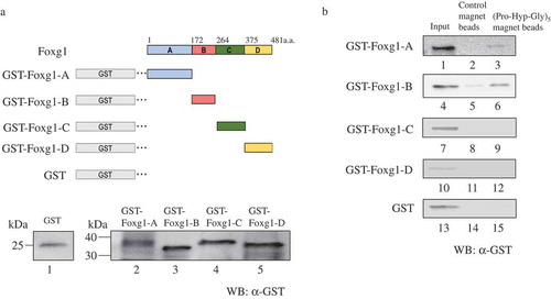 Figure 2. A and B region of Foxg1 binding to (Pro-Hyp-Gly)5 magnetic beads. (a) Schematic showing the region structure of Foxg1 and the truncated mutants. The amino acid numbers of each mutant are labeled. Foxg1 was deleted as follows (Foxg1-A: amino acid 1–171, Foxg1-B: amino acid 172–263, Foxg1-C: amino acid 264–374, and Foxg1-D: amino acid 375–481) and GST tag was added, and E. coli produced a recombinant protein. We produced various GST-Foxg1 truncated mutants (GST-Foxg1-A 43 kDa (lane 2) GST-Foxg1-B 36 kDa (lane 3) GST-Foxg1-C 37 kDa (lane 4) GST-Foxg1-D 36 kDa (lane 5) and GST 25 kDa (lane 1) followed by Western blot for GST (Figure 2(a)). (b) Binding assay. The Foxg1 truncated mutants or only GST tag was mixed with control magnet beads (lanes 2, 5, 8, 11, 14) or (Pro-Hyp-Gly)5 magnetic beads (lanes 3, 6, 9, 12, 15). They were then analyzed using Western blot analysis using the anti-GST antibody. Foxg1 and GST protein extracts were used as the input (lanes 1, 4, 7, 10, 13). Detailed methods are described in this report.