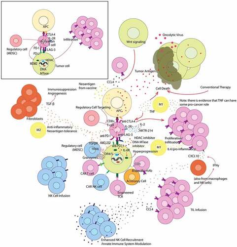 Figure 1. Graphical summary of immunotherapeutic treatment strategies that target the tumor microenvironment. Offset (top left) depicts the interaction between a CD8 + T cell and both an APC and tumor cell without treatment. The main figure depicts various treatment strategies and their modulation of the tumor microenvironment. Various cytokines are also depicted in their most common and relevant roles within the tumor microenvironment