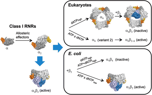 Figure 6.  Overall activity regulation in class I RNRs. General for this class is that all allosteric effectors are able to stimulate the formation of α dimers and active α2β2 complexes. In species with overall activity regulation, heavier complexes are formed in a species-dependent manner. In eukaryotes (mammals and S. cerevisiae), the α subunit can form a hexamer that interacts with the β2 subunit to form an inactive α6β2 or fully active α6β2-6 complex (higher activity than α2β2) depending on whether dATP or ATP is bound to the a-site. In E. coli, the α2β2 complexes can bind to each other in the presence of dATP or effector combinations of ATP and high concentrations of dNTPs and thereby form an inactive α4β4 complex. The protein structures shown are α/α2 (human), α6 (S. cerevisiae), α6β2 (S. cerevisiae, based on cryo-EM structure) and a model of the α2β2 complex from E. coli built from separate structures of α2 and β2 (Uhlin and Eklund, Citation1994).