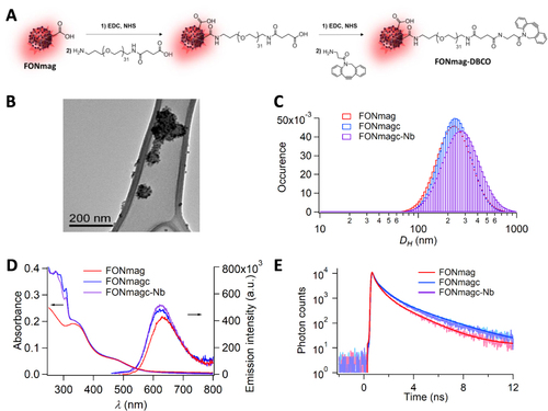 Figure 1 FONmag and nanoassembly derivatives upon functionalization. (A) Schematic synthetic pathways. (B) Transmission electron microscopy imaging on holey carbon-coated copper grids of FONmag and DBCO-functionalized (FONmagc) NA. (C) DLS measurements in aqueous dispersions. (D) UV-vis absorption and emission (ʎexc = 480 nm) spectra in water. (E) Fluorescence time decays (ʎexc = 480 nm and ʎem = 630 nm) in water of FONmag, FONmagc and FONmagc-Nb nanoassemblies.