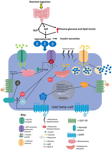 Figure 7 An overview of the processes in islet beta-cells that mediate incretin-induced insulin secretion. Glucose entry into islet beta-cells from the blood circulation via GLUT2 undergoes catabolism to raise ATP levels, which then induce the closure of ATP-sensitive potassium channels, causing membrane depolarisation and subsequent calcium influx. The resulting calcium influx then triggers insulin secretion. The binding of GLP-1 and GIP, which are secreted from the intestine into the circulation in response to nutrient ingestion, to GLP-1R and GIPR, respectively, enhances glucose-stimulated insulin secretion by initiating cyclic adenosine monophosphate (cAMP) production via activation of adenylyl cyclase by Gα, which, in turn, activates protein kinase A (PKA) and exchange protein directly activated by cAMP (Epac). PKA and Epac further promote potassium channel closure which indirectly assists with extracellular calcium influx. Also, Epac directly induces calcium release from the endoplasmic reticulum, whereas PKA is thought to increase the permeability of calcium channels to enable a more rapid influx of calcium. The now elevated intracellular calcium levels further enhance the exocytosis of insulin vesicles. GLP-1R activation also induces transcription of the preproinsulin, glucokinase and GLUT2 genes allowing for further insulin production, glucose catabolism and glucose uptake, respectively, via activation of the PDX-1 transcription factor and its translocation to the nucleus. PDX-1 activation also induces transcription of genes involved in proliferation, neogenesis and apoptotic resistance. Additionally, GLP-1R activation promotes intracellular lipid catabolism which is thought to provide the mitochondria with more metabolic fuel to further raise the ATP/ADP ratio- ATP is needed for both phases of insulin secretion. This figure and the information in its legend are adapted from these studies.Citation11,Citation55,Citation107,Citation112,Citation120,Citation191