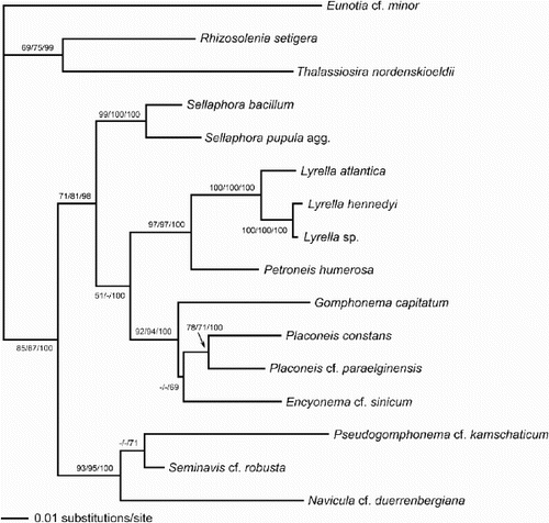 Fig. 53. Phylogram of selected raphid diatoms (with Rhizosolenia, Thalassiosira and Eunotia as outgroups) inferred from maximum likelihood (ML) analysis of rbcL sequences. Numbers on branches are (in order) bootstrap values from maximum parsimony analysis, bootstrap values from ML analysis, and posterior probabilities from Bayesian analysis, all expressed as percentages.