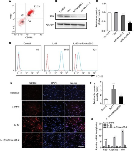 Figure 4 IL-17 induces CD203 and CD163 expression in mouse peritoneal macrophages via p65.Notes: (A) F4/80 and CD11b antibodies were used to authenticate by flow cytometry. (B and C) qRT-PCR and immunoreactive bands for p65 in mouse peritoneal macrophages treated with siRNA-p65. (D) Flow cytometry analysis of CD206 expression in IL-17-treated macrophages transfected with siRNA-p65. Numerical values denote the mean fluorescence intensity. The red line is the fluorescence intensity of isotype control. The blue line is the fluorescence intensity of CD206. (E) Immunofluorescence assay of CD163. Scale bar represents 0.1 mm. (F) Bar graph depicts the relative fluorescence intensity of CD163. The data shown represent mean±SD (n=3 per group, ***P<0.001). (G) mRNA levels of Arginase I, Fizz1 and Ym1 were examined in mouse peritoneal macrophages by real-time PCR. The data shown represent mean±SD (n=3 per group, ***P<0.001).Abbreviations: DAPI, 40,6-diamidino-2-phenylindole; GAPDH, glyceraldehyde 3-phosphate dehydrogenase; IL, interleukin; qRT-PCR, quantitative real-time PCR; TGF-β, transforming growth factor beta.