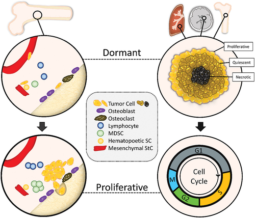 Figure 2. Scheme of SCLC tumorosphere protection and dormancy.