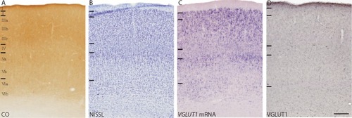 Figure 6 High magnification images of the laminar organization of V2 in sections stained for (A) CO, (B) Nissl, (C) VGLUT1 mRNA, and (D) VGLUT1 protein. Laminar divisions for layers I–VI are presented from dorsal to ventral in each image.