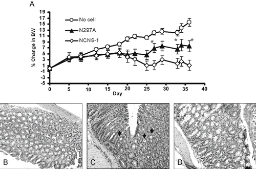 Figure 5: N297A treatment slowed bodyweight loss in the IL-10-deficient adoptive transfer IBD model. CD4+ T cells from IL-10 deficient mice were purified and transferred into NOD/scid mice to induce IBD. The antibody treatments were started at disease onset when the mice started losing body weight. (A) Mice were treated i.v. with 10 μg of N297A (n=9, ▴) or NCNS-1 (n=9, ◊) 2 to 3 times a week for a total of six doses starting at day 20. No cell control group (○) did not receive any T cells and thus continued to grow and gain body weight (n = 6). Percent change in body weight (BW) was calculated by subtracting body weight on day of measurement from ody weight on day 0 and divided by the initial body weight. Statistical significance was assessed at each time point using an unpaired, two-tailed t-test to derive the p values between N297A and NCNS-1 groups (*p < 0.05). (B-D) Representative histological images of the IBD study. (B) Normal colon of control mice that did not receive T cells. Colons of IBD mice that were treated with 10 μg of NCNS-1 (C) or N297A (D). The colons were harvested at the end of study and stained with H/E for morphology. The slides were reviewed by a certified pathologist. Severe inflammation and crypts filled with neutrophils were observed (arrows) in the colons of most NCNS-1 treated mice.