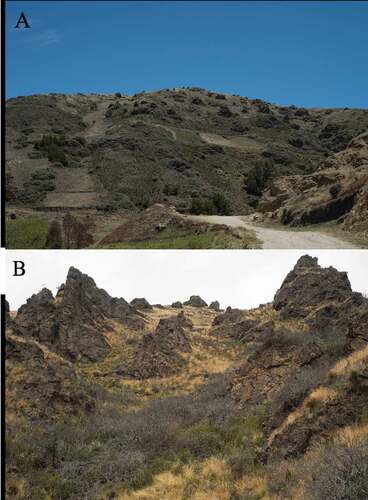 Figure 6. Photographs of forest 2. A) Polylepis microphylla represented by shrubs of maximum 1,5 m high. Area dominated by grassland. B) A slope of P. microphylla coverage