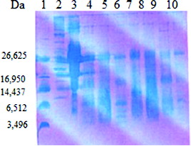 Figure 3. SDS-PAGE analysis of the whey fraction of goat milk after cultivation of selected LAB and starter cultures. Lane 1: ultra low molecular weight marker (Sigma-Aldrich); Lane 2: high molecular protein marker (Sigma-Aldrich); Lane 3: goat milk; Lane 4: starter culture LBB BY 21; Lane 5: L. delbrueckii subsp. bulgaricus b21; Lane 6: S. thermophilus t21; Lane 7: starter culture LBB YC-1; Lane 8: L. helveticus h3P14; Lane 9: S. thermophilus t3D1; Lane 10: L. helveticus h9.