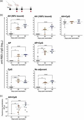 Figure 2. In vivo mouse immunogenicity of RBD-J adjuvanted with aluminum salt and CpG adjuvants. (a) BALB/c mice (n = 9) were given a subcutaneous primary vaccination on day 0 and boosted on day 21 with 5 mcg RBD-J in various combinations with aluminum salt and CpG adjuvants. Sera were collected on day 21, 35, and 65. (b) anti-RBD-J IgG titer for each formulation group and (c) Pseudovirus neutralization titers (NT50) for AH+CpG group on day 21, 35, and 65. All NT50 values were determined using a best-fit nonlinear regression on serum dilution curves. The dashed lines represent group mean and the errors bars indicate standard deviation. Significance between time-points was determined using Kruskal–Wallis test and post hoc Dunn’s multiple comparisons test (*p ≤ 0.05; **p ≤ 0.0; ***p ≤ 0.001; ****p ≤ 0.0001). Illustration in (a) was created with Biorender.com.