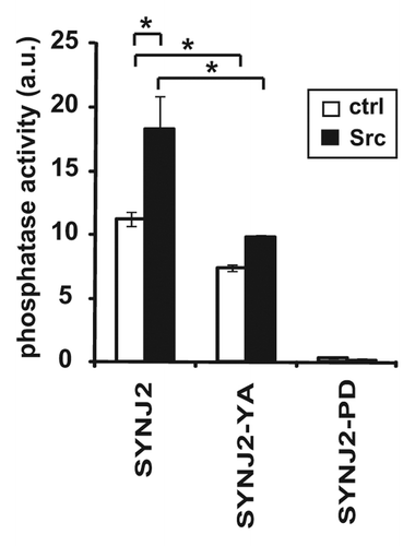 Figure 5. Src stimulates SYNJ2 5′-phosphatase activity. Wild-type SYNJ2 and SYNJ2-Y490A were phosphorylated in vitro by Src. Subsequently, the 5′-phosphatase activities of wild-type and mutant SYNJ2 proteins were determined using a fluorescence polarization assay as described in Materials and Methods. A 5′-phosphatase-deficient mutant of SYNJ2 (SJ2-PD) was used as negative control. Data shown are the average (± SEM) of triplicate wells and are representative of at least three independent experiments (*, p < 0.05, two-tailed t-test).