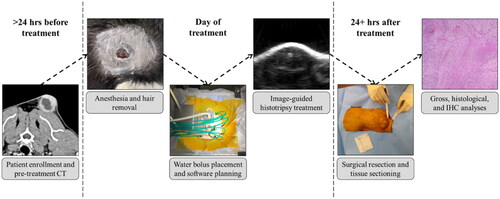 Figure 1. Study workflow and timeline. After patient screening and treatment planning, fur overlying the treatment zone was removed and patients were anesthetized. Then, an automated histotripsy treatment was completed with real-time ultrasound image guidance. Tumors were surgically resected 3 to 6 days post-treatment, and additional analyses were completed to assess the completeness of histotripsy ablation and immunological changes following histotripsy. Whole blood was drawn at three points throughout the study (pretreatment, 1 day post-treatment, and immediately prior to surgical resection) for batched cytokine analysis.