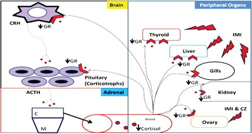 Figure 5. Conclusion—schematic representation of hypothalamus–pituitary interrenal axis (HPI) under the exposure of agrochemicals (PE—pyzosulphuroethyl, IMI—imidacloprid, MN—micronutrient mixture and CZ—curzate). CRH—cortocotropin releasing hormone, ACTH—adrenocorticotropic hormone, GR—glucocorticoid receptor, C—cortical region, M—medullary region.