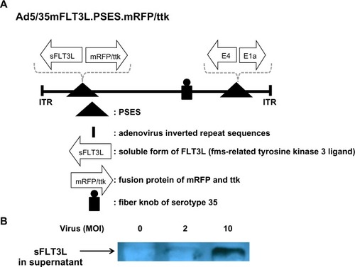 Figure 6 The new therapeutic adenovirus was constructed, as modified from recombinant adenovirus Ad5/35sFLT3L.PSES.mRFP/ttk. (A) A schematic diagram of adenovirus constructs is shown. Prostate-specific promoter (PSES) controls both mFLT3L and mRFP/ttk fusion proteins. (B) LNCaP cells at a density of 4 × 105 were infected with the indicated adenovirus as a multiplicity of infection (MOI) for 48 hours, followed by lysis in radioimmunoprecipitation assay buffer and Western blot analysis. sFLT3L expression by Ad5 mTR.sPD1 (total of 80 μg protein per lane) in the supernatant was confirmed using an anti-FLT3L antibody.