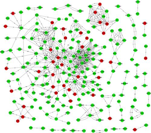 Figure 5 Gene network of known relationships between those differentially expressed genes. The network was generated in the PCOS group using triangle connectivity based on focus genes and built up according to the number of interactions between a single prospective gene and others in the existing network and the number of interactions the prospective gene has with other genes outside this network.