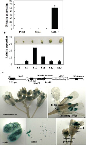 Figure 6. CsCalS4 expression during flower development in cucumber and histochemical localization in Arabidopsis. (A) Relative expression of CsCalS4 in sepals, petals, and anthers of stage-13 male flowers. (B) Relative expression of CsCalS4 at various stages of male flower development. The TUA gene was used as an internal control. Error bars indicate the SE from three technical replicates of three biological replicates. (C) Histochemical localization of CsCalS4 in Arabidopsis. This included diagram of the CsCalS4-promoter::GUS construct and localization of CsCalS4-promoter-GUS signals in an Arabidopsis inflorescence.