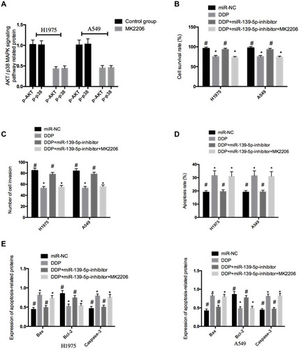 Figure 6 Effects of inhibiting the AKT/p38 MAPK signaling pathway on NSCLC cells. (A), Effects of MK2206 on the AKT/p38 MAPK signaling pathway in NSCLC cells. (B), Comparison of cell survival rate. (C), Comparison of cell invasion ability. (D), Comparison of cell apoptosis rate. (E), The expression of apoptosis-related proteins in NSCLC cells. *Indicates P<0.05; #indicates P<0.05.