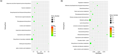 Figure 5. KEGG enrichment of genes differentially expressed at two time points in WT and nrp1nrp2 mutants.