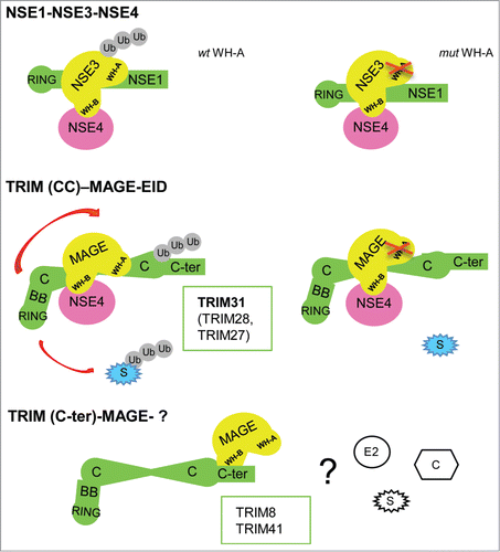 Figure 1. Schematic of TRIM31 within a TRIM-MAGE-NSE4 complex. NSE3-related stimulation of NSE1 E3 ligase activity within the NSE1-NSE3-NSE4 complex is WH-A-binding-dependent; model for MAGEA1-TRIM31-NSE4 enhancement of ubiquitination, mediated by WH-A and Coiled-coil recognition; alternative TRIM-MAGE mode of binding through C-terminus and WH-B. How co-factors (C), substrates (S) and E2 enzymes fit into the model is still unclear.