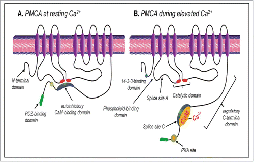Figure 4. Cartoon depicting the main structural features of the PMCA at resting [Ca2+]i (A) and elevated [Ca2+]i (B). The PMCA consists of an N-terminal domain, 10 transmembrane domains, 4 cytosolic loops and a regulatory C-terminal domain. When [Ca2+]i is elevated, the Ca/CaM binds to the autoinhibitory CaM-binding domain causing a conformational change which exposes the catalytic site which consists the ATP-binding sites and the aspartate residue that is phosphorylated during the reaction cycle. This increases the Ca2+-transporting activity of the PMCA. Reprinted under the Creative Commons Attribution-NonCommercial License from: Bruce J (2013) with thanks.Citation53