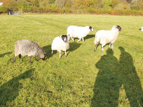 Figure 4. Joining Andrea and her sheep (photo Sarah May).