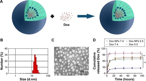 Figure 5 Preparation and characterization of Dox/DPP micelles.Notes: (A) Synthesis of Dox/DPP micelles. (B) Size distribution spectrum of Dox/DPP micelles. (C) TEM image of Dox/DPP micelles. (D) Release profile of free Dox and Dox/DPP micelles at pH 5.5 and 7.4. For all graphs, error bars indicate mean ± SEM; n=3 independent experiments. **P<0.01 (Student’s t-test).Abbreviations: Dox/DPP, Dox-loaded 1,2-dioleoyl-3-trimethylammonium propane/methoxypoly (ethyleneglycol); TEM, transmission electron microscopy; Dox, doxorubicin; SEM, standard error of the mean; NPs, nanoparticles.