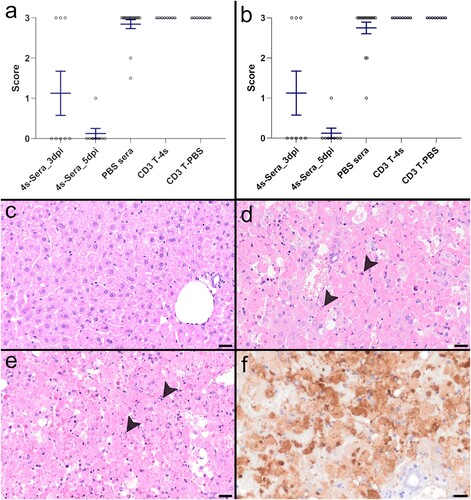 Figure 5. Histopathological and immunohistological analysis of liver: Graphs of (a) the histopathological scoring results of the haematoxylin and eosin (HE) stained liver sections and (b) the immunohistochemical scoring results of anti-RVFV nucleocapsid (N) stained liver sections. The x-axis displays the different groups, the y-axis the score with 0 = 0%; 1 “mild”: > 0–25%; 2 “moderate”: > 25–50%; 3 “severe/marked”: > 50% of liver tissue affected by hepatocellular necrosis (a) and of liver tissue immunopositive for RVFV antigen (b). Single dot plots display mean values (horizontal line) and standard error of the mean (vertical line). Each point represents the individual value of each animal examined. (c) Liver of a mouse that received serum from hRVFV-4s-vaccinated donors. No histopathological changes are visible in HE. (d) Liver of a mouse that received serum from mock-vaccinated donors showing severe hepatocellular necrosis with karyorrhectic, -lytic and pycnotic cell nuclei (arrowheads; score 3). (e) Liver of a mouse that received CD3+ T cells from hRVFV-4s-vaccinated donors displaying severe hepatocellular necrosis (arrowheads; score 3). (f) The liver of one of the mice that received serum from hRVFV-4s-vaccinated donors and showed high scores in HE and IHC in contrast to the majority of other mice from this group. IHC for anti-RVFV nucleocapsid (N) showing marked positive immunoreactivity of cells within the liver (score 3). Scale bars (c-e): 25 µm; (f): 20 µm.