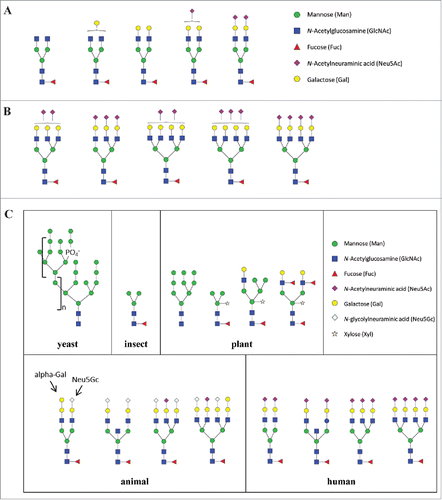 Figure 1. Examples of N-glycans found in recombinant glycoproteins. Shown are typical glycan structures for therapeutic humanized IgG1 mAb (A), recombinant human erythropoietin (B), and N-glycans produced in the commonly used expression systems (C) (derived from Ghaderi D et al. 2012).Citation115