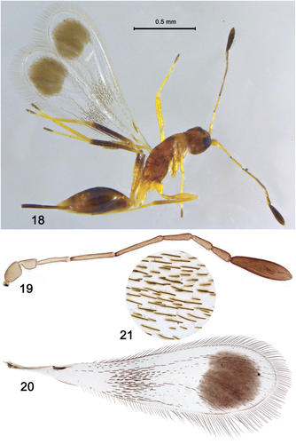 Figures 18–21. Acmopolynema misbahae Anwar, Zeya and Usman sp. nov., holotype, ♀: (18) habitus; (19) antenna; (20) fore wing; (21) part of fore wing enlarged.