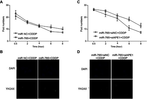 Figure 3 Effect of miR-765 on DNA repair through APE1 inhibition. The number of γ-H2AX foci/cell was counted in a minimum of 200 cells per treatment group. The average number of γ-H2AX foci/cell is shown. Error bars indicate S.D. * p<0.05. (A and B) The representative images of 9901 cells transfected with miR-765 mimics or the miR NC and treated with cisplatin (5 ug/ml) from the 6 hr groups are shown. (C and D) The representative images of 9901 cells cotransfected with miR-765 mimics and siAPE1 (siNC) and treated with cisplatin (5 µg/ml) from the 6 hr groups are shown.