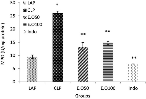 Figure 2. The effects of M. longifolia E.Os on MPO activity in the septic rats. E.O: M. longifolia essential oils (50 & 100 mg kg b.w) treated groups. *p < 0.05 is significantly considered between LAP and CLP group. **p < 0.05 is significantly considered between CLP and treated groups. Data are presented as mean ± SD.