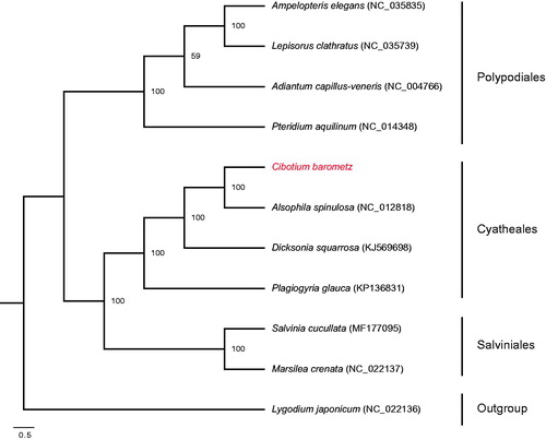 Figure 1. Maximum likelihood phylogenetic tree inferred from whole chloroplast genome sequences of 11 ferns with Lygodium japonicum as outgroup. Bootstrap support values based on 1000 replicates are indicated in each node.