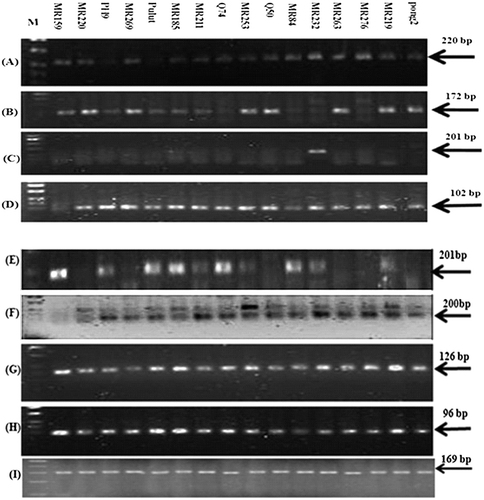 Figure 3. Amplification of eight blast resistance genes in 16 rice varieties using sqPCR. Os11gRGA8 (A), Pikh (B), Pi9 (C), Pi21 (D), Pib (E), Pita (F), OsWRKY22 (G), OsWRKY45 (H) genes and (I) 18S rRNA as a reference gene.