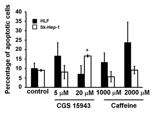 Figure 2. Anti-apoptotic activity of CGS 154943 and caffeine in HCC cells. HCC cell lines were treated for 72 h with the indicated concentrations of CGS 15943 and caffeine. The number of surviving cells was assessed by flow cytometry using Annexin V-conjugated FITC and PI stain. Data are means ± s.e.m. of n = 3 (SK-Hep-1) and n = 2 (HLF) independent experiments. *P < 0.01.