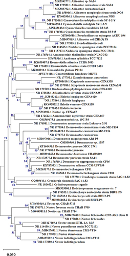 Figure 2 Phylogenetic tree of N. muscorum Lukesova 2/91 inferred from 16S rRNA and constructed by cluster method using MEGA4 software version 10.2.6. The number at each branch refers to the bootstrap values for % of 1000 replicate trees calculated by the neighbor-joining method.