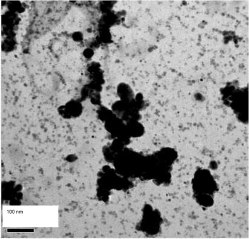 Figure 1. TEM micrograph of carbon replica prepared from as-rolled PM2000 steel, showing dispersoids distributed heterogeneously in steel.