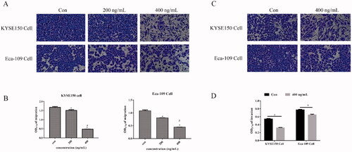 Figure 4. Fv-LDP-D3-AE suppressed EC cell migration and invasion. Transwell assays were performed to assess the effect of Fv-LDP-D3-AE on the migration (A) and invasion (C) of KYSE150 and Eca109 cells, respectively. (B,D) Quantification of cell migration and invasion. *p < 0.05 versus control group, #p < 0.05 versus 200 ng/mL.