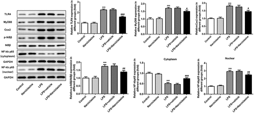 Figure 5. Effects of narciclasine on TLR4/NF-κB/Cox2 signaling pathway. Expression levels of proteins involved in TLR4/NF-κB/Cox2 signaling pathway, including TLR4, MyD88, Cox2, p- IκBβ, IκBβ, and NF-κB p65, were analyzed by Western blot. Data are presented as the mean ± standard deviation (n = 5). ***P < 0.001 vs. Control; #P < 0.05, ##P < 0.01, ###P < 0.001 vs. LPS.