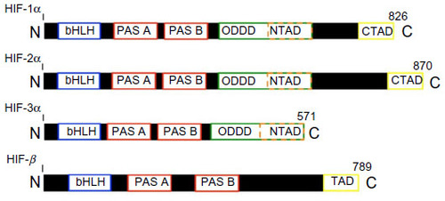 Figure 1 A comparison of the HIF family members shows varying degrees of conservation.