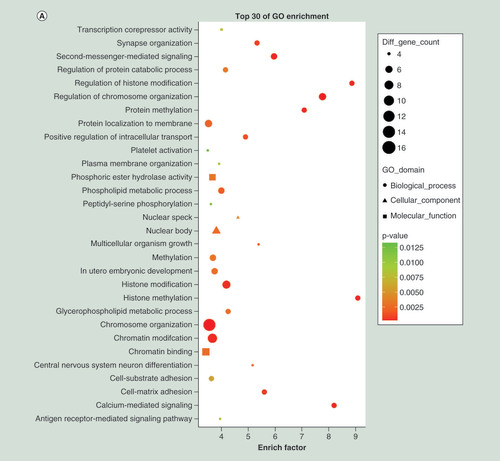 Figure 5.  Top 30 enriched Gene Ontology terms and KEGG pathways for differentially expressed miRNAs between pulmonary tuberculosis and healthy individuals. (A) Top 30 Gene Ontology terms for upregulated differentially expressed miRNAs (downregulation of target mRNAs) between PTB and healthy individuals. (B) Top 30 Gene Ontology terms for downregulated differentially expressed miRNAs (upregulation of target mRNAs) between PTB and healthy individuals. (C) Top 30 pathways for upregulated differentially expressed miRNAs (downregulation of target mRNAs) between PTB and healthy individuals. (D) Top 30 pathways for downregulated differentially expressed miRNAs (upregulation of target mRNAs) between PTB and healthy individuals. Gene number: number of target genes in a term or pathway. Rich factor: ratio of number of target genes divided by number of all the genes in a term or pathway.PTB: Pulmonary tuberculosis.