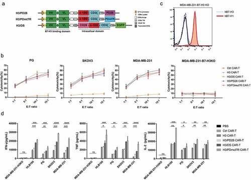 Figure 3. Antitumor activity of B7-H3 targeted CAR-T cells coexpressing PD-1 chimeric receptors in vitro. (a) Schematic representation of H3/DS CAR, H3/PD28 CAR and H3/PDmut7R CAR constructs. PD28: extracellular PD-1 fused with CD28 domains; PDmut7R: extracellular PD-1 fused with IL-7R domains. (b) CAR-T cells were co-incubated with the FarRed labeled tumor cells at different effector: target (E:T) ratios ranging from 1:1 to 15:1 for 12 h. Cells were stained with DAPI and the viability of tumor cells was analyzed via Flow cytometer. Cytotoxicity was then calculated as described in Materials and Methods. The data are presented as mean ± standard deviation of triplicates. (c). B7-H1 expression on MDA-MB-231-H3KO cell line were validated by flow cytometry analysis. (d) The ability of CAR-T cells to release cytokines upon antigen recognition was evaluated in vitro. CAR-T cells (1 × 106) were co-incubated with 5 × 105 irradiated B7-H3 positive or negative tumor cells. Supernatants were collected after 24 h and analyzed for cytokines using a cytometric bead array. The data are presented as mean ± standard deviation of triplicates. Error bars denote SD. P values by a two-tailed unpaired t-test. * (P < .05), **(P < .01), ***(P < .001) and **** (P < .0001); ns, not significant