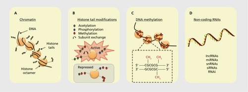 Figure 2. Schematic representation of epigenetic marks. (A) DNA is condensed within the nucleus through interactions with histones. The DNA-protein complex is referred to as chromatin. (B) The N-terminal tail of a histone has several sites for epigenetic marking that can promote or repress gene transcription. (C) Methylation of DNA in which a methyl group (red diamonds) is transferred to cytosines in genomic regions in and around gene promoters rich in cytosine-guanine nucleotides (CpG islands). (D) A variety of noncoding RNA gene products also confer epigenetic regulation on neural systems.