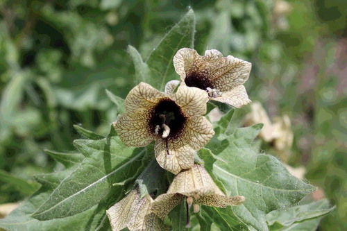 Figure 2. Black henbane flowers courtesy of Nicole Kimmel – Weed Specialist, Alberta Agriculture and Forestry.