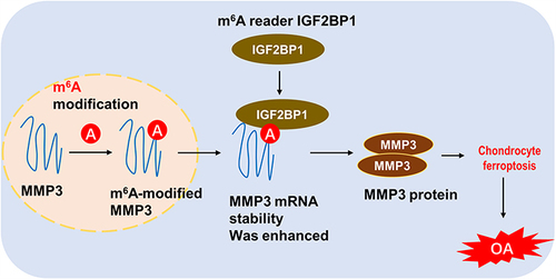 Figure 6 IGF2BP1 accelerates chondrocyte ferroptosis in osteoarthritis through targets m6A/MMP3 axis.
