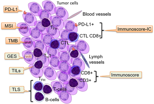 Figure 1. Predictive biomarkers of response and/or survival in patients receiving immune checkpoint immunotherapy. MSI: microsatellite instability, TMB: Tumor mutational burden, GES: gene expression signature, TILs: tumor-infiltrating lymphocytes, TLS: Tertiary lymphoid structures, Immunoscore-IC: digital pathology of CD8+/PD-L1+ cells, Immunoscore: digital pathology of CD3+/CD8+ cells.