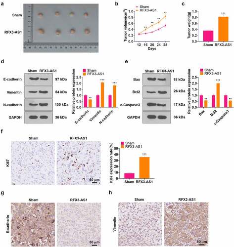 Figure 3. Overexpressing RFX3-AS1 facilitated tumor growth in nude mice. A549 cells were transfected with RFX3-AS1 overexpression plasmids, and 0.1 mL cell suspension (1 × 107 cells ml−1) was injected into the mice’s left axilla subcutaneously, C: A tumor xenograft model was conducted to observe the influence of overexpressing RFX3-AS1 on tumors in vivo, and tumor volume and data were recorded. D-E: The profiles of E-cadherin, Vimentin, N-cadherin, Bcl2, Bax and Caspase3 in the tumor tissues were examined by WB. F-H. IHC was performed for detecting KI67 (F), E-cadherin (G), and Vimentin (H) in the tumor tissues. Scale bar = 50 μm. **P < 0.01, ***P < 0.001(vs.Sham group) N = 5.