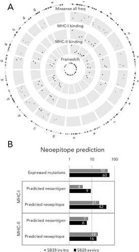Figure 4. For SB28, number of predicted MHC-I neoepitopes increases after in vivo growth. (A) Circos plot showing genomic distribution of mutations and predicted neoepitopes, representative example of in vitro SB28. From outer to inner, representation of mouse karyotype, point mutation (based on allele frequency (missense all freq), inner is 0 outer is 0.5), MHC-I predicted peptides (plotted according to affinity inner 13.4 nM, outer 33880 nM), MHC-II predicted peptides (plotted according to affinity inner 213.9 nM, outer 27834.1 nM), frameshift mutations. (B, C) numbers of expressed mutated genes and predicted neoepitopes for MHC-I and MHC-II binding.
