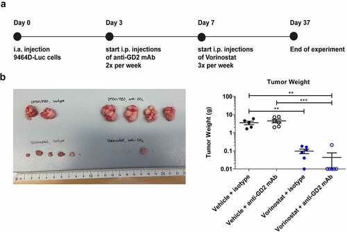 Figure 1. Immunocombination therapy using anti-GD2 mAb and Vorinostat dramatically reduces intra-adrenal neuroblastoma tumor weight. (a) Diagram shows the treatment schedule for immunocombination therapy using anti-GD2 mAb and Vorinostat. Mice were inoculated intra-adrenally with 1 × 106 9464D-luc cells on day 0. Anti-GD2 mAb therapy (200 μg per injection, i.p.) was initiated on day 3 and repeated two times per week. Vorinostat therapy (150 mg/kg) was initiated on day 7 and given for 3 consecutive days and this scheme was repeated weekly for four weeks. Tumor growth was monitored using bioluminescent imaging. (b) Left; picture of tumors that were excised at day 37. Right; tumor weight was recorded from the excised tumors at day 37 or when mice were sacrificed earlier (Isotype n = 5, anti-GD2 mAb n = 6, Vorinostat n = 6, anti-GD2 mAb + Vorinostat n = 6).