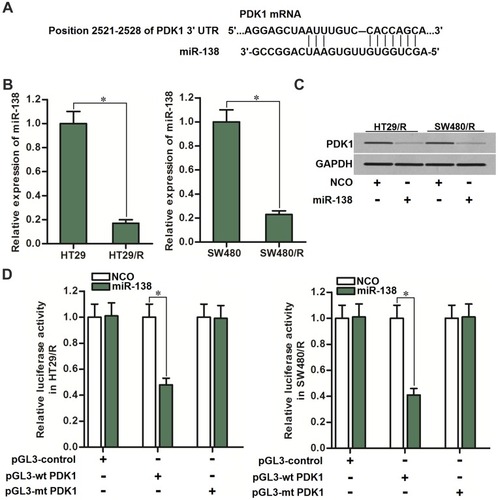 Figure 4 PDK1 was the target of miR-138 in HT29/R and SW480/R. (A) PDK1 mRNA 3ʹ UTR exits potential binding site paired with miR-138. (B) Significant downregulation of miR-138 in HT29/R and SW480/R compared to their parental cells. (C) Effect of miR-138 on inhibiting the expression of PDK1 in HT29/R and SW480/R cells. (D) Co-transfection with miR-138 decreased the luciferase activities of the pGL3 reporters contained wild type PDK1 3ʹ-UTR but not the mutant one.Notes: Data were expressed as mean±SD. *P<0.05.Abbreviation: PDK1, pyruvate dehydrogenase kinase 1.