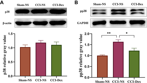 Figure 6 The effects of dexmedetomidine on the downstream p38 MAPK signaling pathway. (A) Western blot analysis showed that p38 expression did not significantly change in any of the three groups. (B) Phosphorylate p38 was significantly increased in the CCI model, which was suppressed by Dex. *p < 0.05, **p < 0.01. n = 4–6.