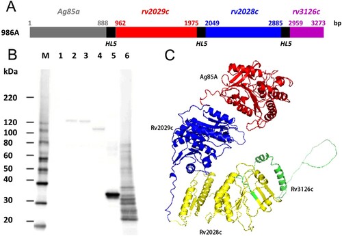 Figure 2. Construction and verification of recombinant SeV986A vaccine. (A) Transgene cassette diagram for 986A antigen, assembled with HL5 linkers for a final construct containing 3273 bp. (B) Western blotting of cell lysate from SeV986A/mock-infected cells or recombinant proteins using antiserum to Ag85A (5 s exposure). M, maker; lane 1, LLC-MK2 cells without infection; lanes 2 & 3, SeV986AB-infected LLC-MK2 cells; lane 4, SeV986A-infected LLC-MK2 cells; lane 5, recombinant Ag85A protein; Lane 6, recombinant 986A protein. (C) The 3D structure of chimeric A986 protein based on the homology modelling the amino acids.